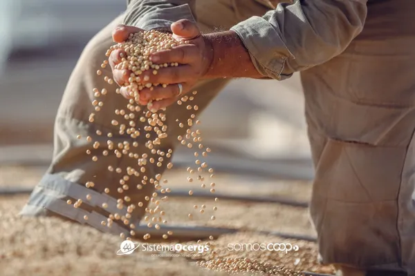 Plano Safra 2025/26 traz crédito ampliado e juros maiores às cooperativas