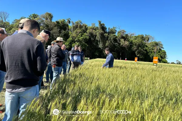 Cooperativismo promove avanços no cultivo do trigo 