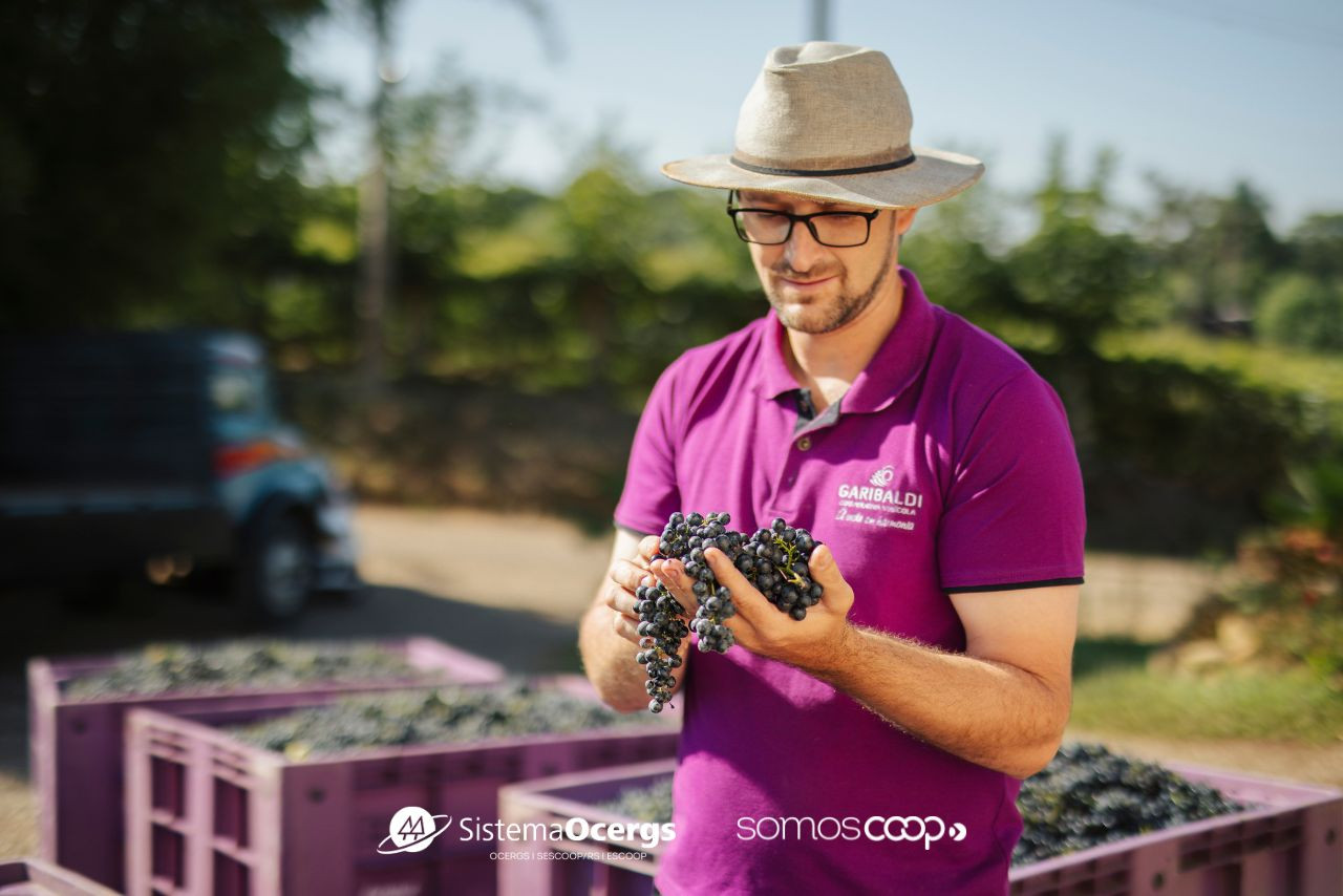 Cooperado da Vinícola Garibaldi, Matheus Marodin segura cachos de uva colhidos. Ele representa a quarta geração da família dedicada à viticultura e entrega sua produção à cooperativa há quase 20 anos.