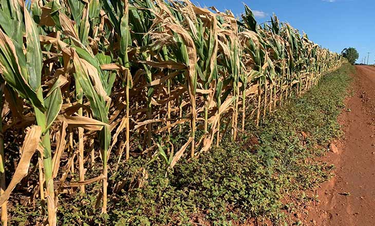 Quebra é de quase 60% no milho sequeiro e de 24% na soja no Rio Grande do Sul