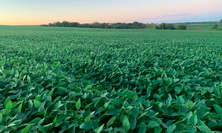 Cooperativas agropecuárias gaúchas apostam na soja para recuperar perdas
