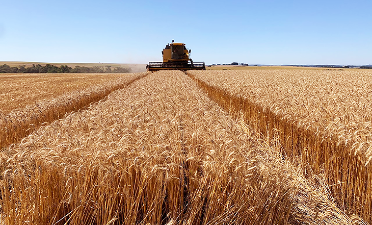 Cooperativas agropecuárias gaúchas debatem cenário para o trigo