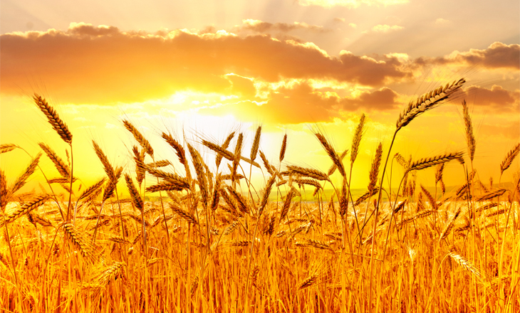 FecoAgro/RS projeta alta em faturamento e manutenção em resultados de cooperativas