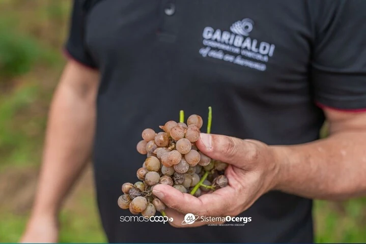 Vin&iacute;cola Garibaldi aposta em novas uvas para o futuro do vinho