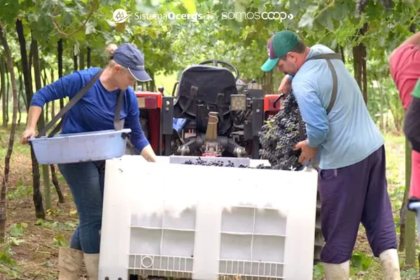 Nova Aliança reposiciona negócio e amplia foco em viticultura